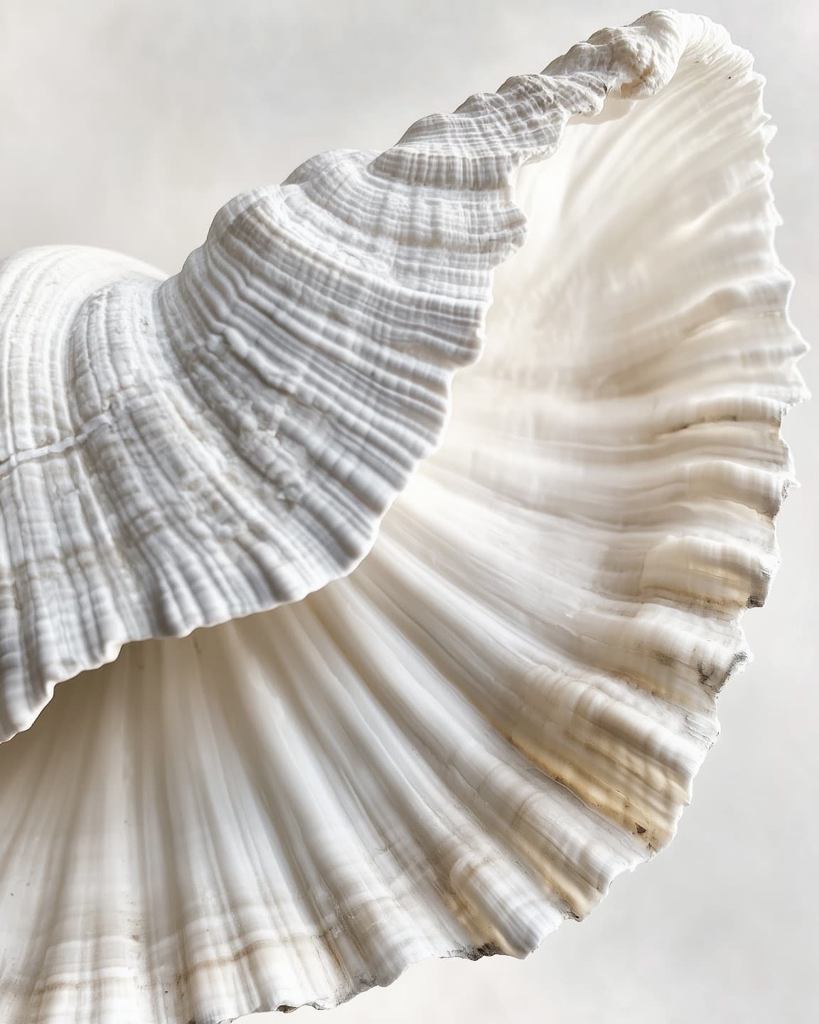 White sculptural seashell